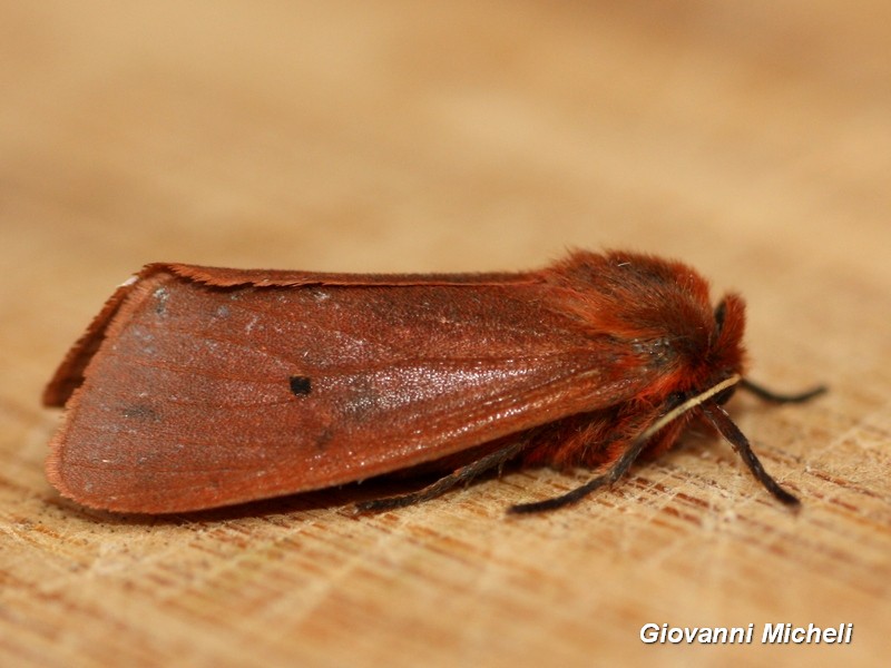 Noctuidae da ID - No, Erebidae Arctiinae: Phragmatobia fuliginosa